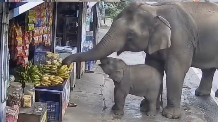 AI-Generated Video Shows Elephant Mom Disciplining Calf to Return Stolen Fruit