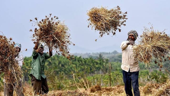 Indian Farmers Struggle Amid El Niño-Driven Weather Disruptions and Climate Change