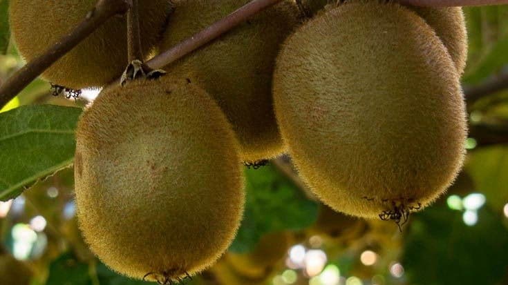 Arunachal Pradesh Sends First Kiwi Consignment to Dubai